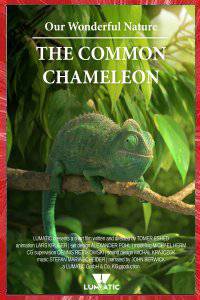 OUR WONDERFUL NATURE : THE COMMON CHAMELEON Tomer ESHED 2016 LUMATIC BERLIN ALLEMAGNE